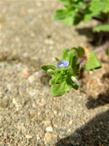 Ritzen-Botanik: Feld-Ehrenpreis (Veronica arvensis) in Hockenheim