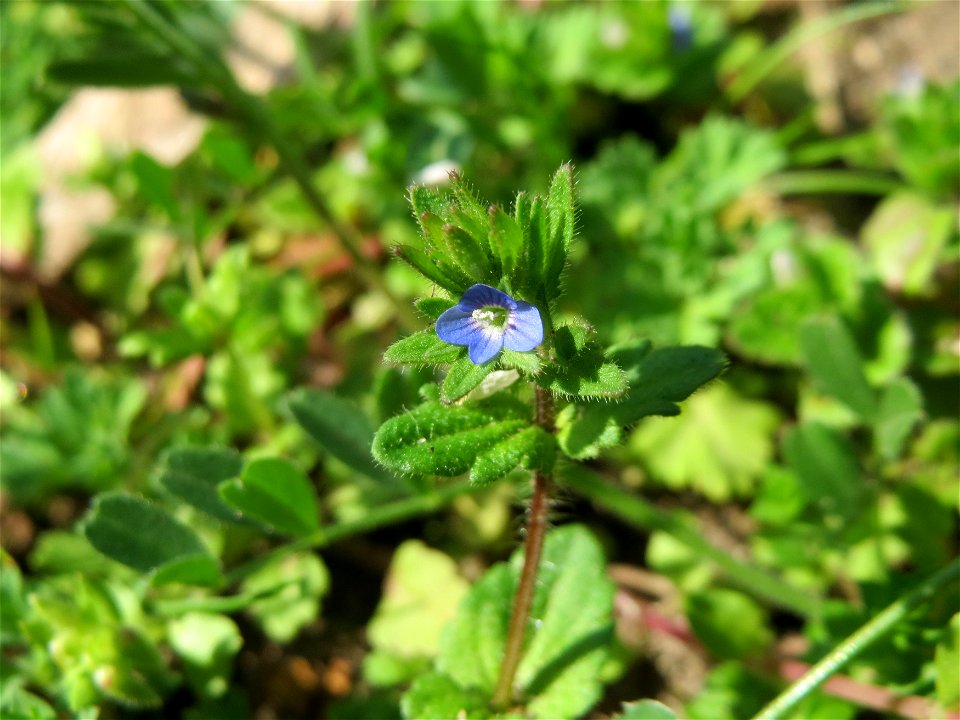 Feld-Ehrenpreis (Veronica arvensis) in Hockenheim