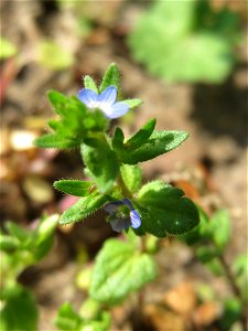 Feld-Ehrenpreis (Veronica arvensis) in Hockenheim