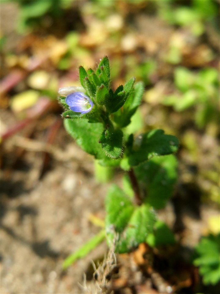 Feld-Ehrenpreis (Veronica arvensis) in Hockenheim