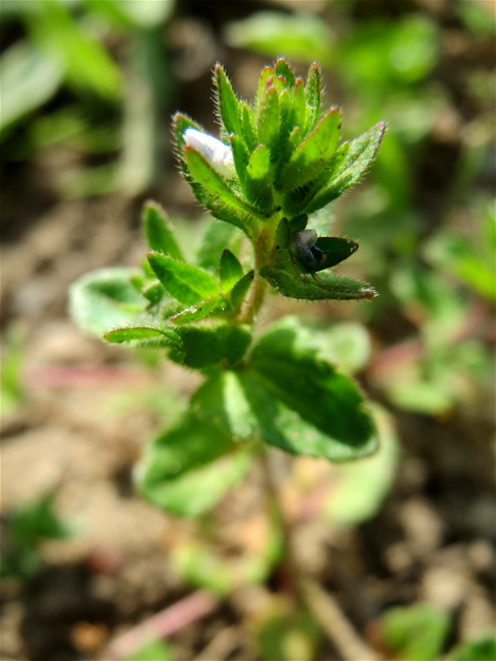 Feld-Ehrenpreis (Veronica arvensis) auf einer Streuobstwiese in Hockenheim