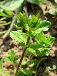 Feld-Ehrenpreis (Veronica arvensis) auf einer Streuobstwiese in Hockenheim