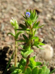 Feld-Ehrenpreis (Veronica arvensis) auf einem Grünstreifen zwischen Eisenbahnstraße und Am Damm in Hockenheim