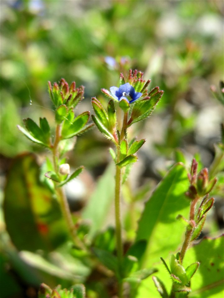 Feld-Ehrenpreis (Veronica arvensis) auf einem Parkplatz in Hockenheim