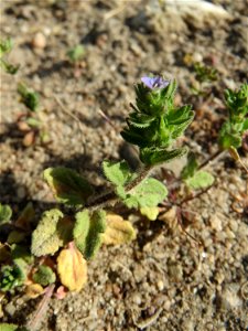 Feld-Ehrenpreis (Veronica arvensis) an einer ehem. Sandgrube in Hockenheim-Talhaus
