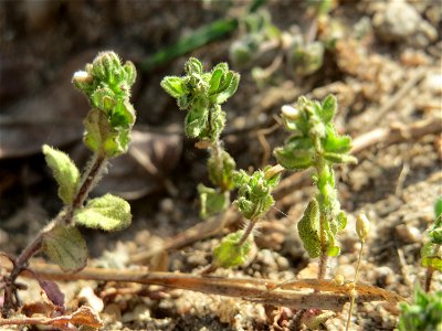 Feld-Ehrenpreis (Veronica arvensis) an einer ehem. Sandgrube in Hockenheim-Talhaus