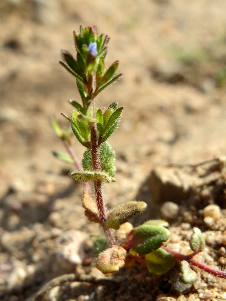 Feld-Ehrenpreis (Veronica arvensis) an einer ehem. Sandgrube in Hockenheim-Talhaus