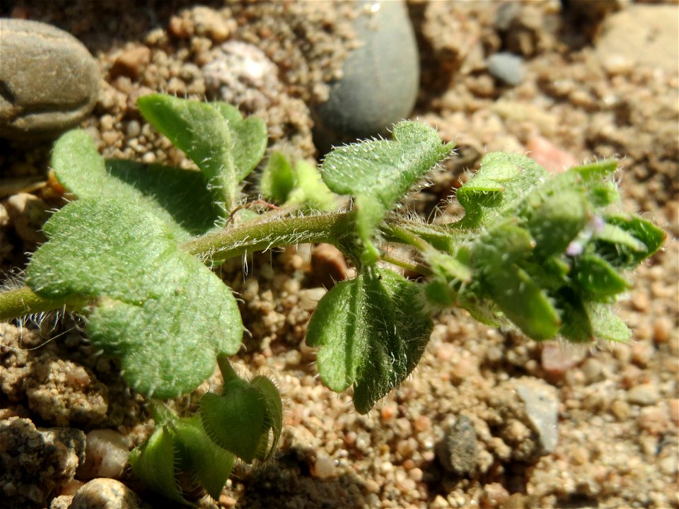 Feld-Ehrenpreis (Veronica arvensis) an einer ehem. Sandgrube in Hockenheim-Talhaus