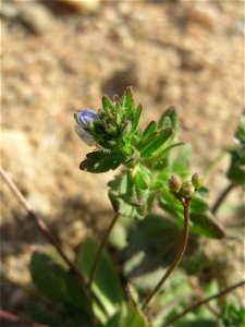 Feld-Ehrenpreis (Veronica arvensis) an einer ehem. Sandgrube in Hockenheim-Talhaus