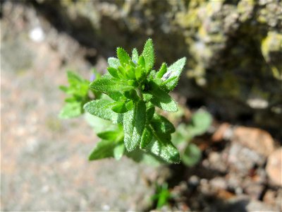 Ritzen-Botanik: Feld-Ehrenpreis (Veronica arvensis) in Hockenheim