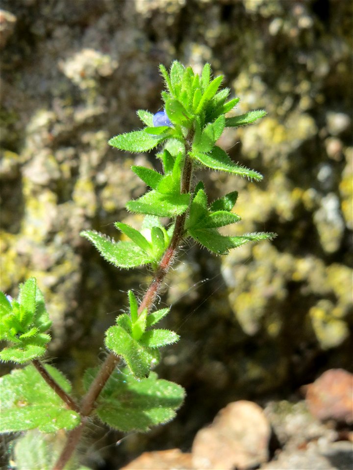 Ritzen-Botanik: Feld-Ehrenpreis (Veronica arvensis) in Hockenheim