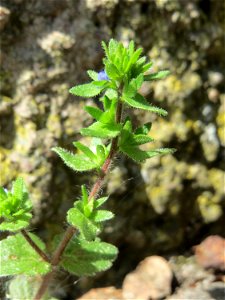 Ritzen-Botanik: Feld-Ehrenpreis (Veronica arvensis) in Hockenheim