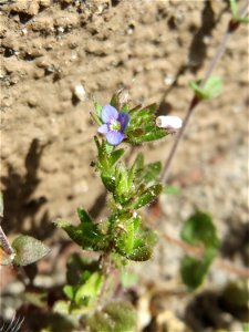 Ritzen-Botanik: Feld-Ehrenpreis (Veronica arvensis) in Hockenheim