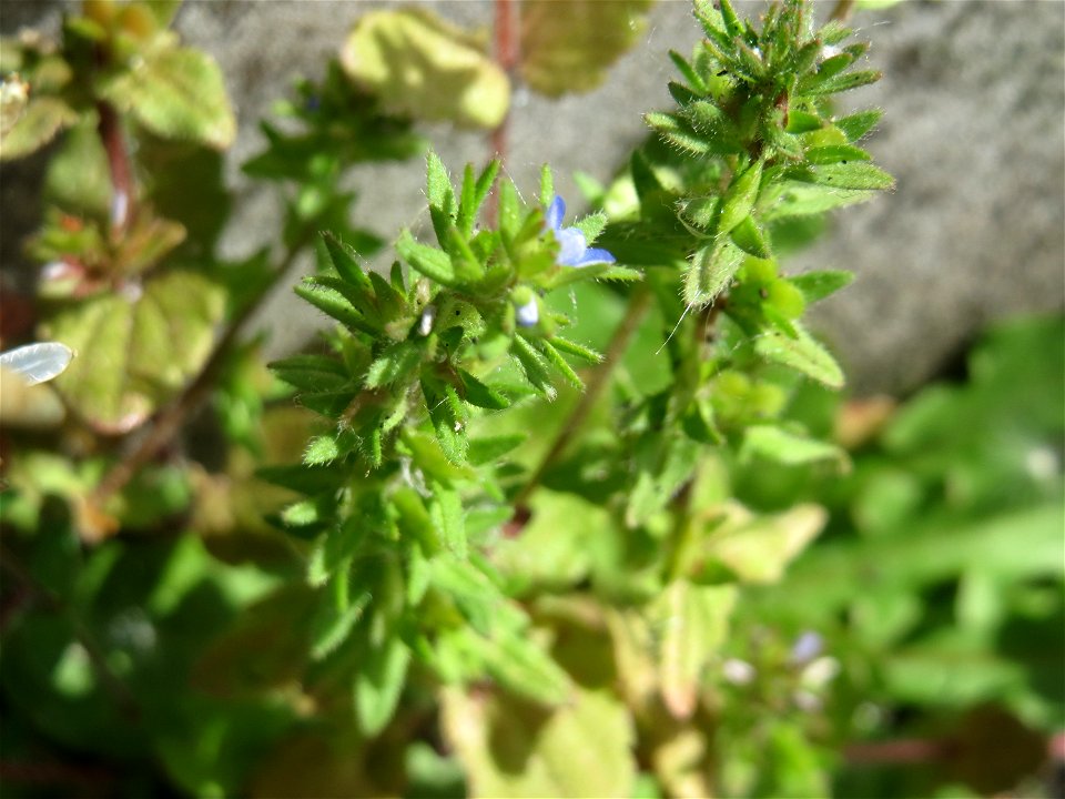 Ritzen-Botanik: Feld-Ehrenpreis (Veronica arvensis) in Hockenheim