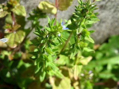 Ritzen-Botanik: Feld-Ehrenpreis (Veronica arvensis) in Hockenheim