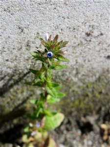 Ritzen-Botanik: Feld-Ehrenpreis (Veronica arvensis) in Hockenheim