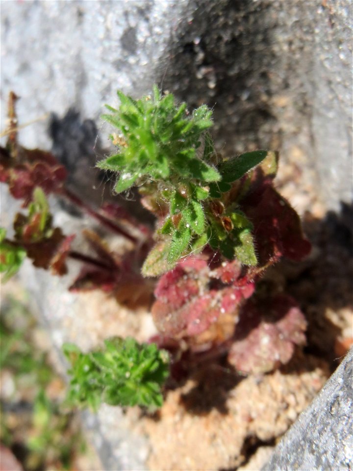 Ritzen-Botanik: Feld-Ehrenpreis (Veronica arvensis) in Hockenheim