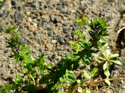 Ritzenbotanik: Feld-Ehrenpreis (Veronica arvensis) in Hockenheim