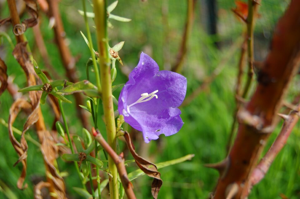 Garden plants nature