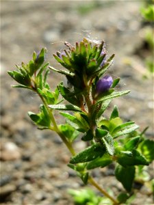 Ritzenbotanik: Feld-Ehrenpreis (Veronica arvensis) in Hockenheim