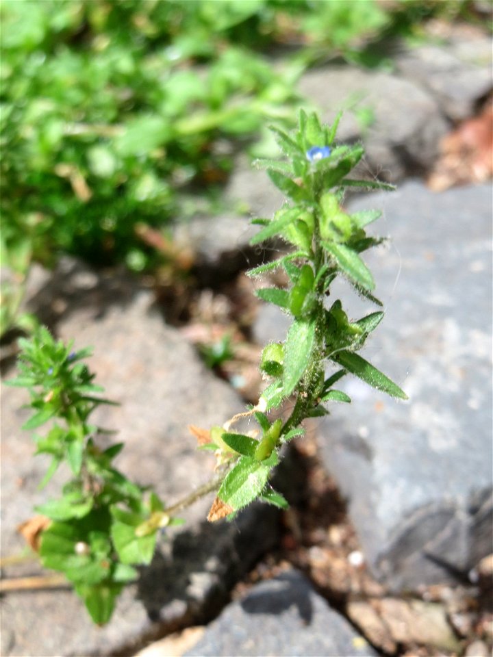 Ritzenbotanik: Feld-Ehrenpreis (Veronica arvensis) in Saarbrücken