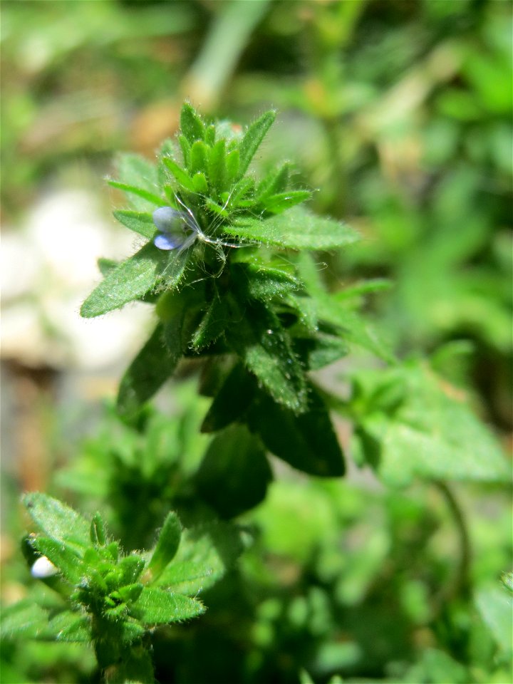 Ritzenbotanik: Feld-Ehrenpreis (Veronica arvensis) in Saarbrücken