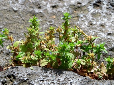 Ritzenbotanik: Feld-Ehrenpreis (Veronica arvensis) in Saarbrücken