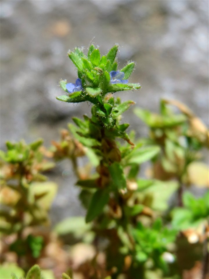 Ritzenbotanik: Feld-Ehrenpreis (Veronica arvensis) in Saarbrücken