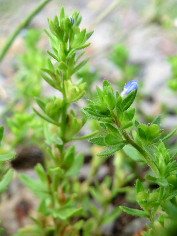 Feld-Ehrenpreis (Veronica arvensis) am Remigiusberg bei Kusel
