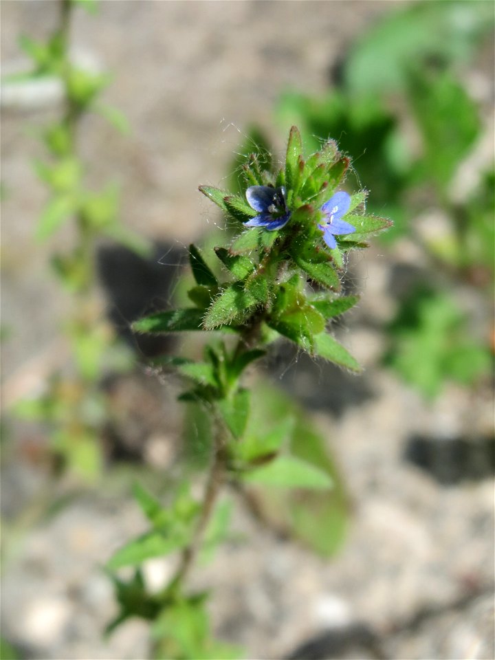 Feld-Ehrenpreis (Veronica arvensis) am Bahnhof Brebach in Saarbrücken
