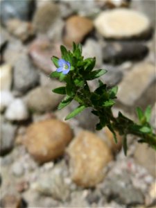 Ritzenbotanik: Feld-Ehrenpreis (Veronica arvensis) in Güdingen