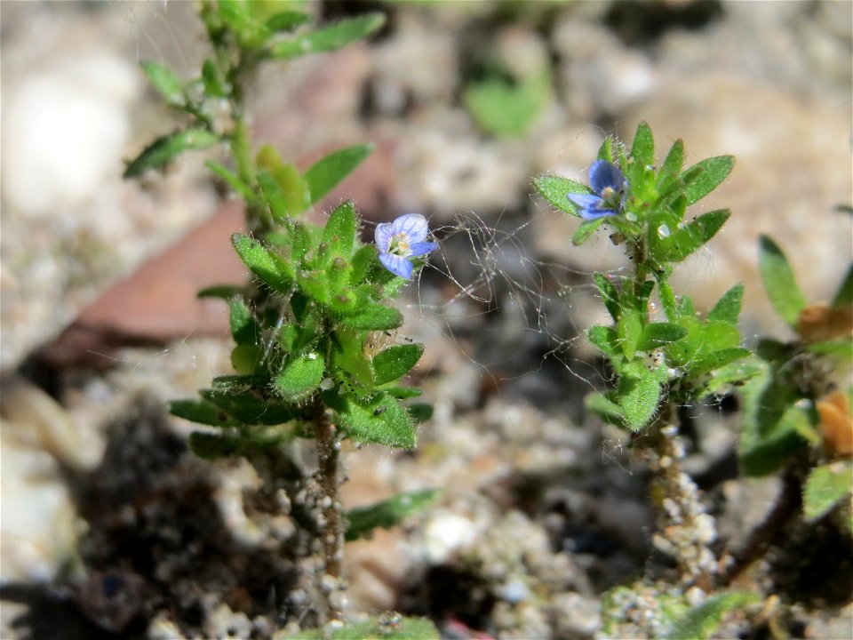 Ritzenbotanik: Feld-Ehrenpreis (Veronica arvensis) in Güdingen