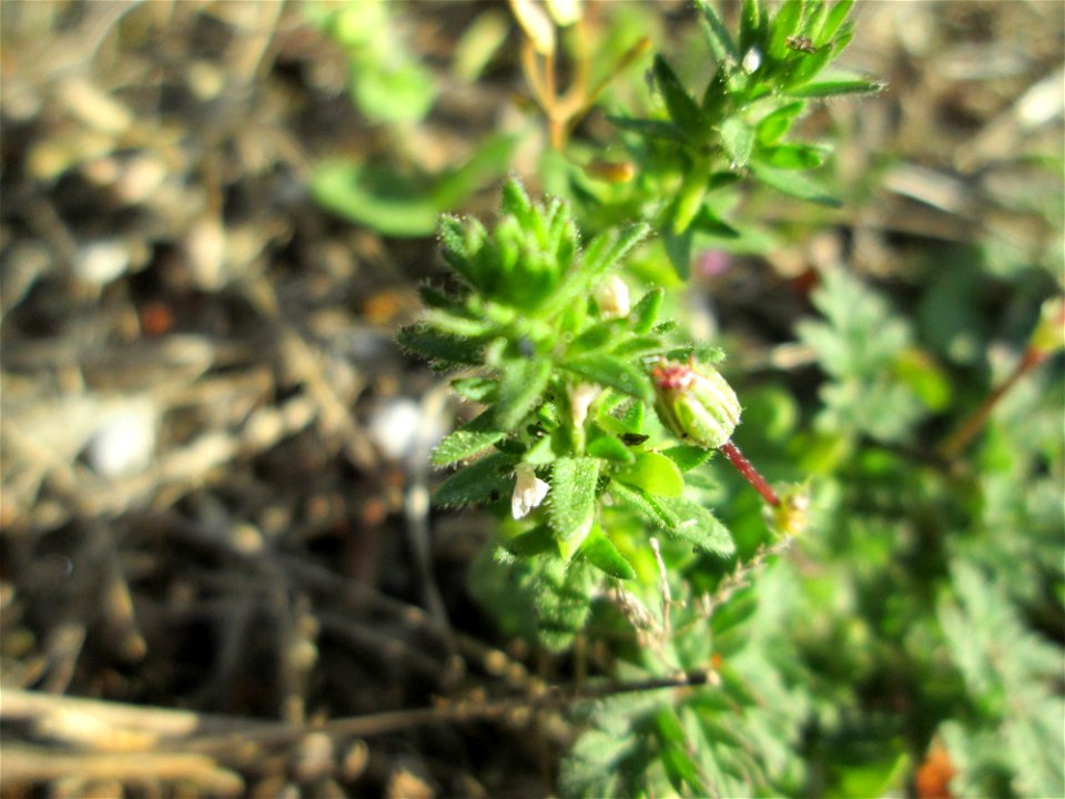 Ritzen-Botanik: Feld-Ehrenpreis (Veronica arvensis) in Hockenheim