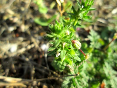 Ritzen-Botanik: Feld-Ehrenpreis (Veronica arvensis) in Hockenheim