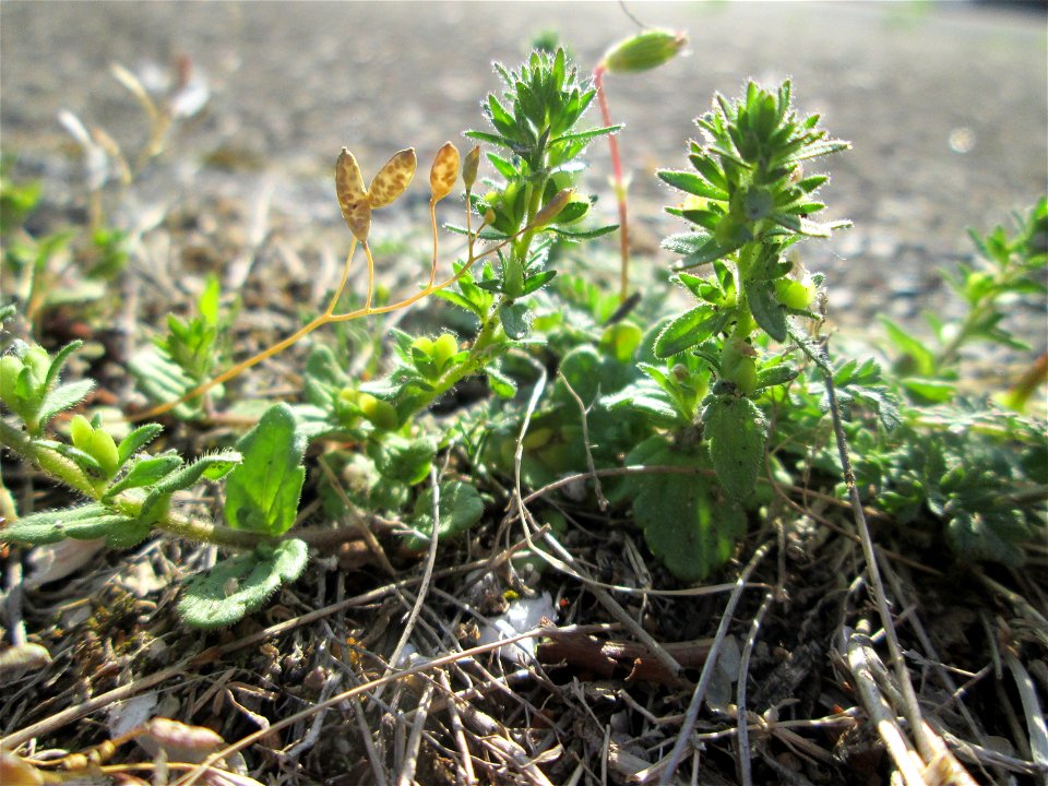 Ritzen-Botanik: Feld-Ehrenpreis (Veronica arvensis) in Hockenheim