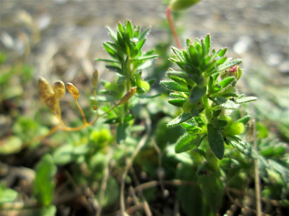 Ritzen-Botanik: Feld-Ehrenpreis (Veronica arvensis) in Hockenheim