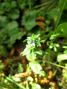 Der unscheinbare Feld-Ehrenpreis (Veronica arvensis) an einer Kraichbachbrücke in Hockenheim