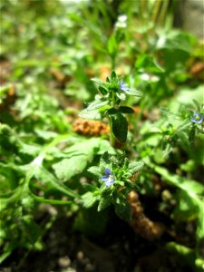 Der unscheinbare Feld-Ehrenpreis (Veronica arvensis) an einer Kraichbachbrücke in Hockenheim