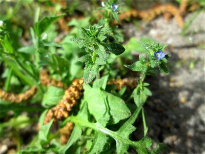 Der unscheinbare Feld-Ehrenpreis (Veronica arvensis) an einer Kraichbachbrücke in Hockenheim