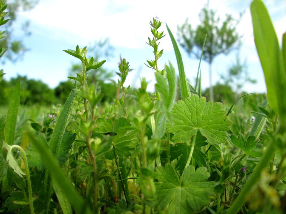 Der unscheinbare Feld-Ehrenpreis (Veronica arvensis) auf einer Streuobstwiese in Hockenheim