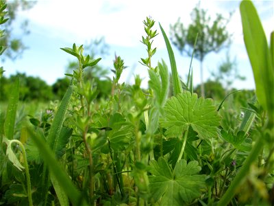 Der unscheinbare Feld-Ehrenpreis (Veronica arvensis) auf einer Streuobstwiese in Hockenheim