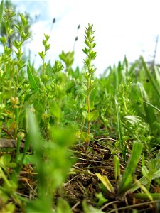 Der unscheinbare Feld-Ehrenpreis (Veronica arvensis) auf einer Streuobstwiese in Hockenheim