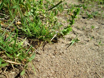Der unscheinbare Feld-Ehrenpreis (Veronica arvensis) bei Reilingen
