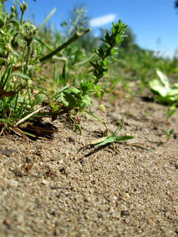 Der unscheinbare Feld-Ehrenpreis (Veronica arvensis) bei Reilingen
