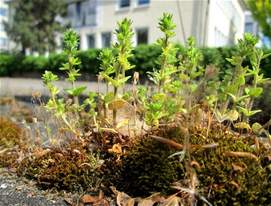 Feld-Ehrenpreis (Veronica arvensis) in Alt-Saarbrücken