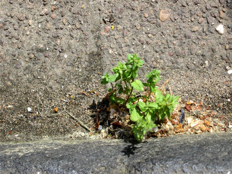 Ritzenbotanik: Feld-Ehrenpreis (Veronica arvensis) im Rinnstein in Saarbrücken