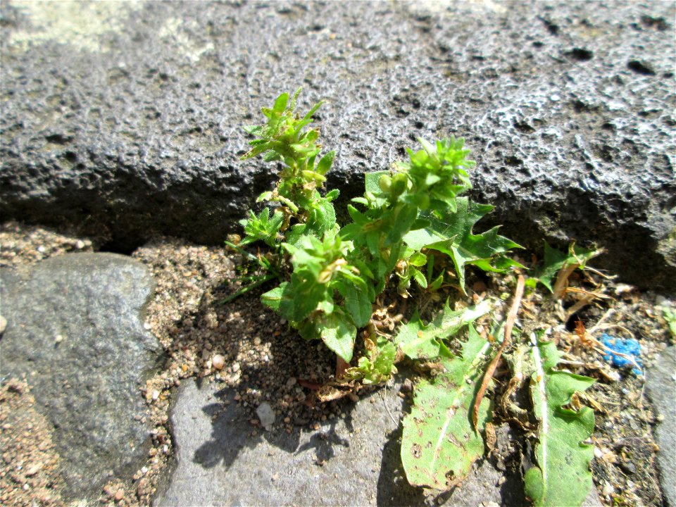 Ritzenbotanik: Feld-Ehrenpreis (Veronica arvensis) im Rinnstein in Saarbrücken