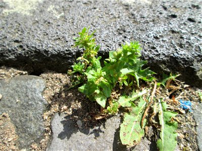 Ritzenbotanik: Feld-Ehrenpreis (Veronica arvensis) im Rinnstein in Saarbrücken