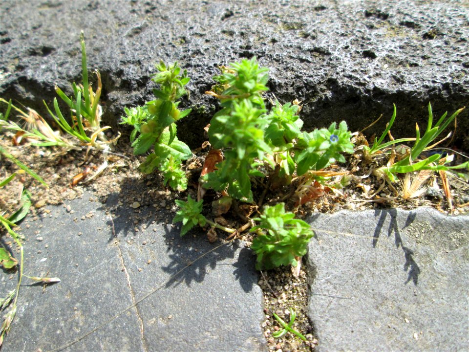 Ritzenbotanik: Feld-Ehrenpreis (Veronica arvensis) im Rinnstein in Saarbrücken