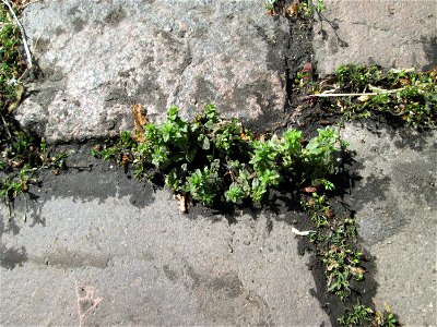 Ritzenbotanik: Feld-Ehrenpreis (Veronica arvensis) in Saarbrücken